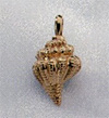 Conch Shell